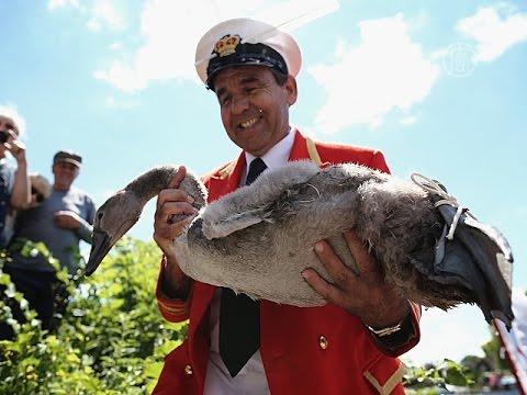 У Британії розпочали рахувати королівських лебедів