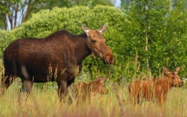 Ученые в шоке от животных, заселивших чернобыльскую зону