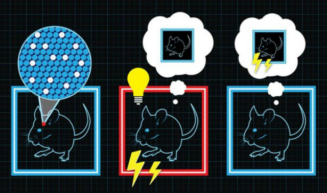 Ученые научились внедрять в мозг искусственные воспоминания